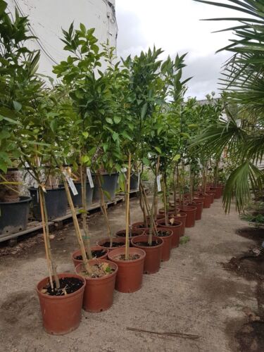 Orangenbaum citrus sinensis - orangenbaum,