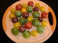 12 Tomatensamen JAMAICA-