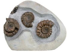 Lias  4x Oistoceras figulinum