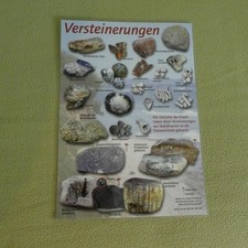 Strandsteine - Versteinerung Info-Blatt | Basalt, Gneise, Kalkstein, Sandsteine