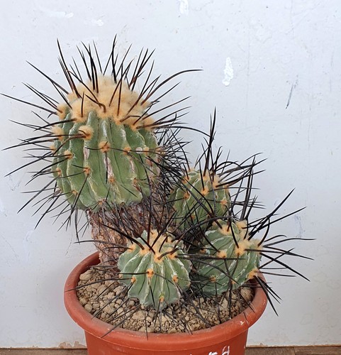 Uralter copiapoa dealbata - copiapoa,