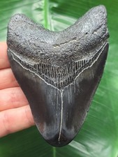 10,4 cm dunkler polierter Zahn