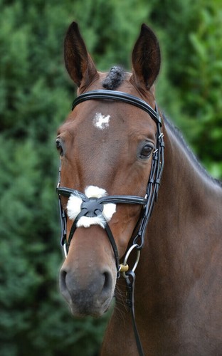 Equestrian mexikanischer - hy,
