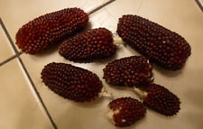 Ziermais Samen Erdbeermais 50 Samenkörner