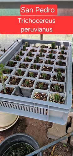 San pedro kaktus - pedro,