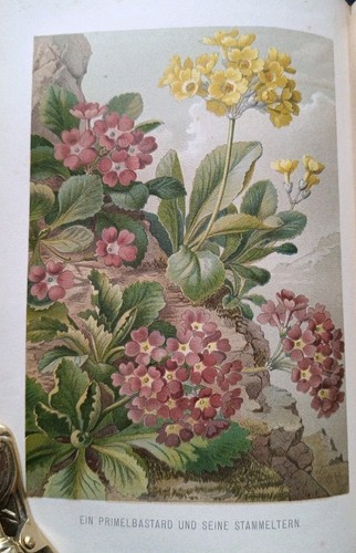 1896 kerner bände - 1896,