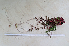 Wachsblume Hoya Rosita 1 1.11