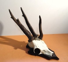 Rehbock Gehörn Geweih Reh 3 Stangenbock Hirsch Jagd Rehgeweih