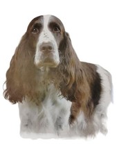 Der Jagdspaniel Zeitschrift