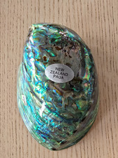 3x Abalone / Paua Muscheln –