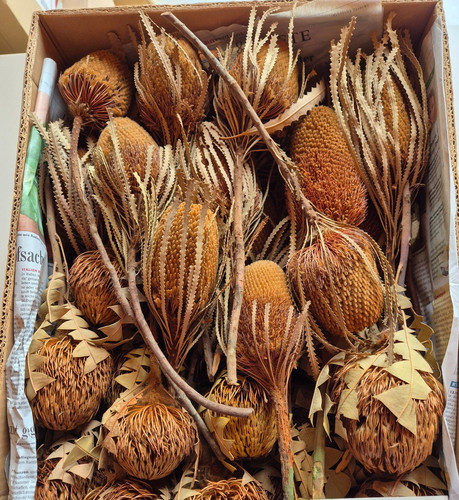 Kiste banksia protea - kiste, banksia,