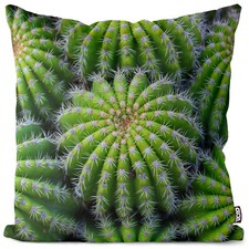 Kaktuspflanze Kaktus Kakteen