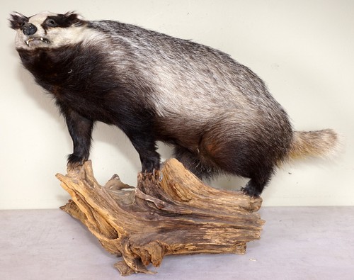 Schöner dachs badger - schöner,