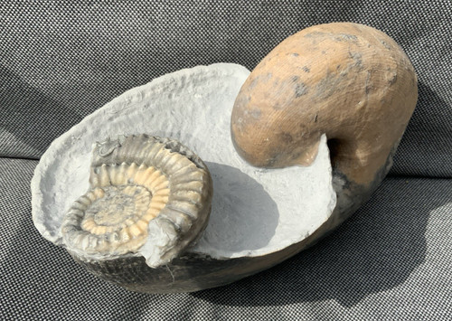 Seltenes jura nautilus - nautilus, +