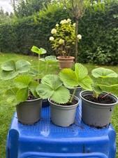Erdbeerpflanzen große Früchte getopft aus eig Produktion 4St set Sorte  GIORGIA