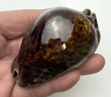 Cypraea stercorari 92 mm, sene, aus eigener Sammlung #1546 schöne dunkle Färbung