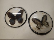 Schmetterlinge hinter Glas