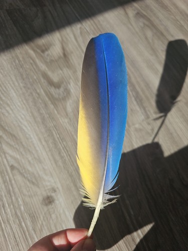 Papageienfeder - cm,