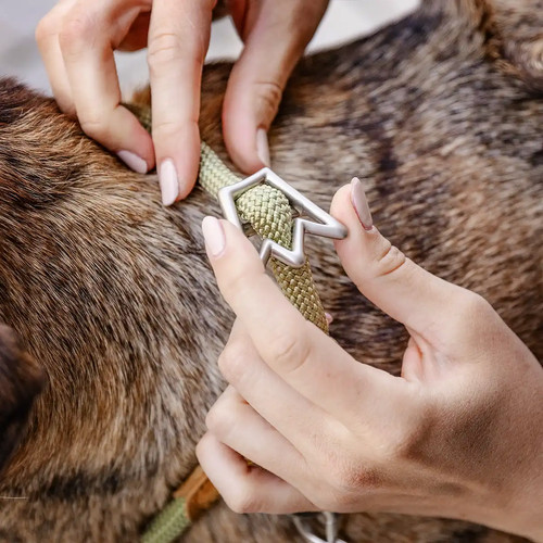 Hundehalsband zugstopphalsband - hundehalsband,