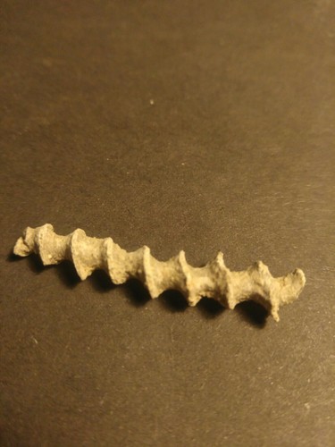 Fossilien moostierchen - fossilien,