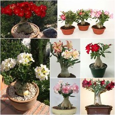 Adenium obesum - Wüstenrose -