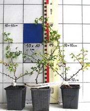 Chaenomeles superba "Red Joy" -  Zierquitte, reichblühend, rote Blüten