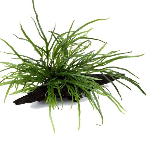 Aquarium pflanze microsorum - aquarium,