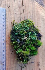 Moos & Flechten Naturstück