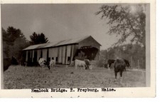 Postcard Covered Hemlock