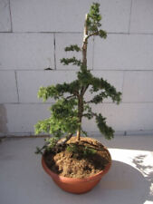 Teppichwacholder Green Carpet