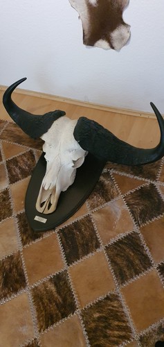 Kaffernbüffel
