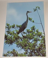 Groh Grauhreiher Vogel Bird Tier Postkarte Postcard Ak Vogelpostkarte 