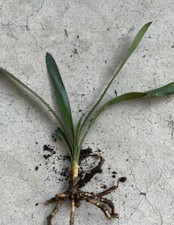 1 Clivia Miniata Bush Lily