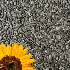 Sonnenblumenkerne Schwarz 15kg