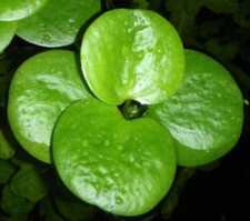 🐠Aquariumpflanzen – 5x