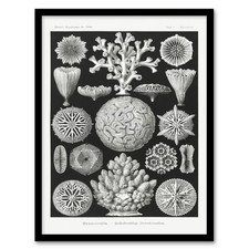 Ernst Haeckel gerahmtes Wandbild Hexacorallia Meeresleben Illustration Wohndeko