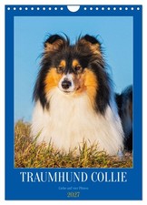 Traumhund collie liebe auf - traumhund,