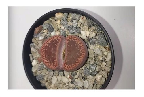 10x lithops aucampiae - lithops,