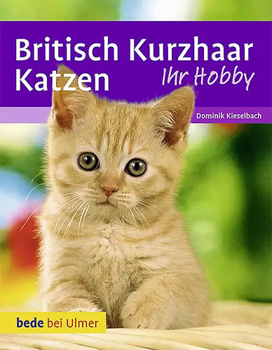 Britisch kurzhaar katzen - kurzhaar,