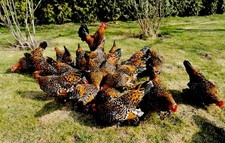 Bruteier federfüssige