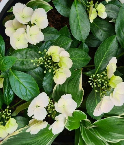 Girlanden hortensie runway - girlanden-hortensie,