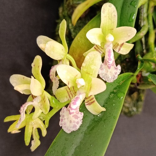 Phalaenopsis japonica - phalaenopsis,