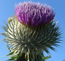 Schottland Distel Samen 100 Stück / Scotch Thistle Seeds