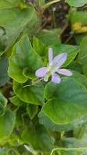 Wildes veilchen duftveilchen - *,
