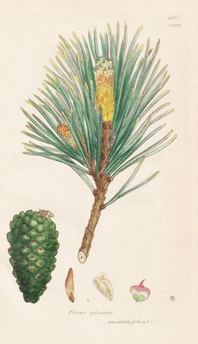 Pinus sylvestris waldkiefer - pinus,