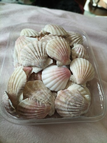 Muscheln zum basteln - muscheln,