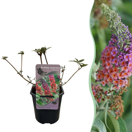 Schmetterlingsflieder buddleja - schmetterlingsflieder,