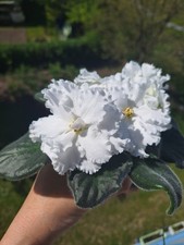 Usambaraveilchen African