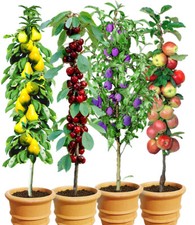 Säulen-Obst-Kollektion Birne Kirsche Pflaume Apfel 4 Pflanzen