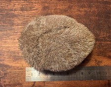Brissus unicolor, Echinoid